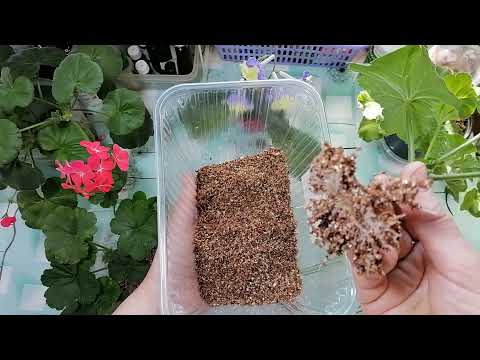 Видео: КРАСНЫЙ ВЕРМИКУЛИТ ИЛИ СЕРЫЙ ? ЧЕРЕНКОВАНИЕ ПЕЛАРГОНИИ.