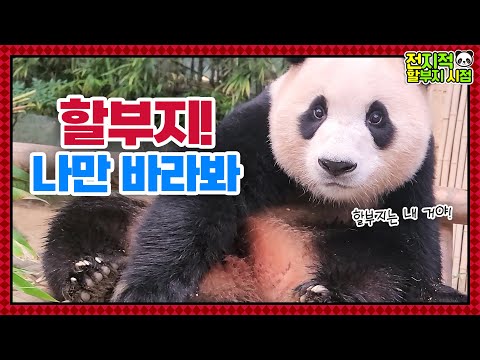 Видео: (SUB) Малыш-панда расстроен из-за дедушки, а малыш-панда пьет Beestings💕🍼│ Panda World🐼