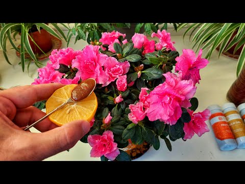 Видео: АЗАЛИЯНИ ГУЛЛАТИШ УЧУН ЖУДА КУЧЛИ ОЗУКА, 🍋Лимон + NPK 15-10-50. Азалия Хона гули учун энг зор озука