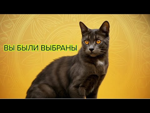Видео: Сенсационная правда ваша кошка выбрала вас не случайно — Кейси знал об этом давно #кошкамистика