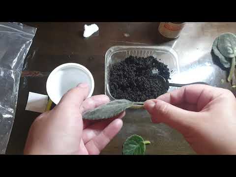 Видео: Укоренение листа фиалки в земле. Как укоренить лист фиалки в земле.