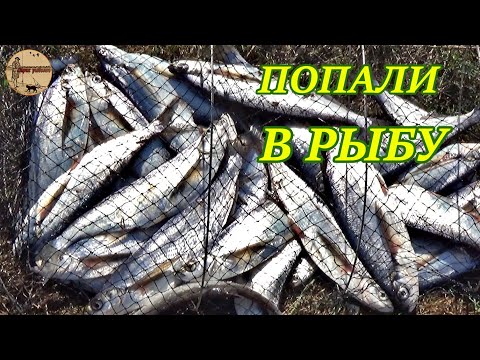 Видео: Такое бывает раз в несколько лет. Рыбалка на поплавок и донку. Попали в рыбу.