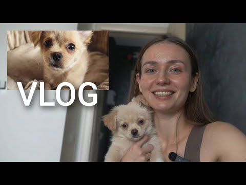 Видео: ПЕРВЫЙ день дома щенок чихуахуа 🥹🏠🐶 