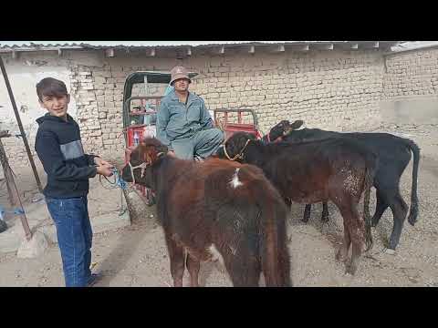Видео: 2 ноября 2025 Г. ЯКШАНБЕ БОЗОРИ НОХЯИ ФАРХОР АНА САВДО РАЗБОР ДАР БОЗОР ТКМА КАНИ