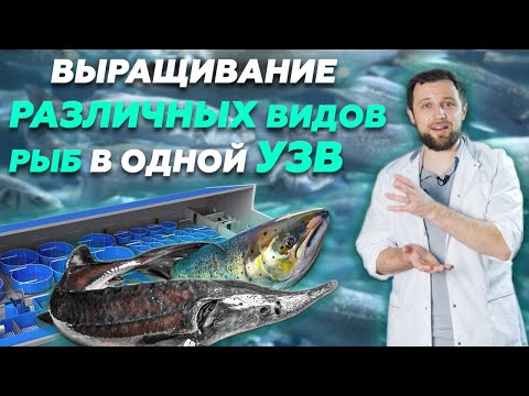 Видео: Стоит ли ВЫРАЩИВАТЬ НЕСКОЛЬКО видов РЫБ в одной СИСТЕМЕ УЗВ? | Бизнес идеи