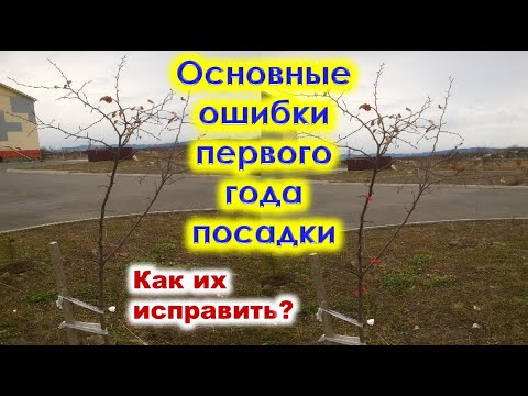 Видео: Основные ОШИБКИ первого года ПОСАДКИ САЖЕНЦЕВ в саду