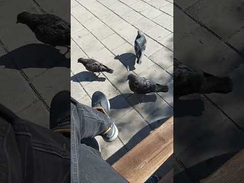 Видео: 27 октября 2025 г.