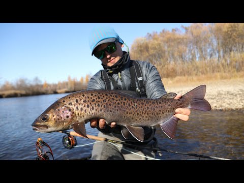 Видео: Ловля ЛЕНКА нахлыстом / Lenok fly fishing.