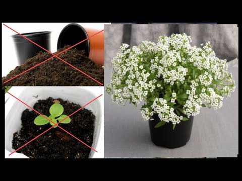 Видео: Алісум зійде швидко та дружньо