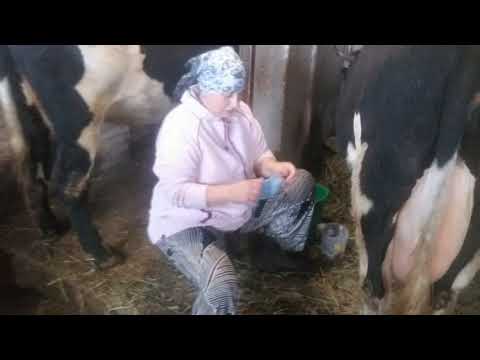 Видео: Уборка Дойка Прогулка Рецепт мази для коров