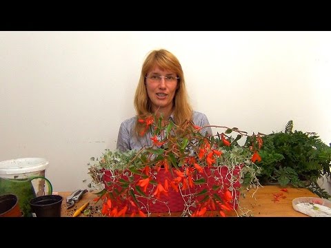 Видео: Балконная композиция из светолюбивых растений. Вариант 3.