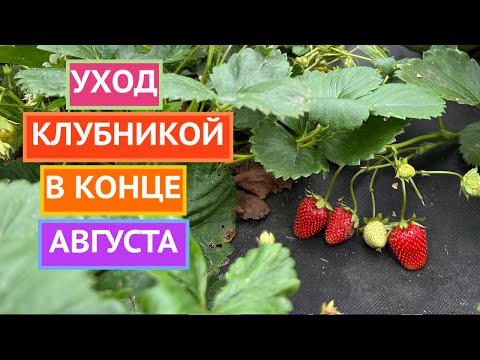 Видео: КЛУБНИКА ПОСЛЕ ПЛОДОНОШЕНИЯ! 🍓