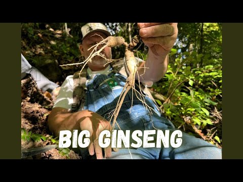 Видео: Большой женьшень — поиск хороших корней горного женьшеня
