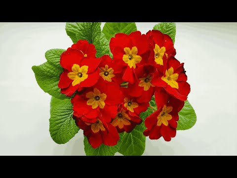 Видео: Секрети успішного вирощування примули з насіння