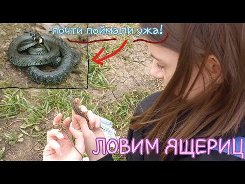Видео: Почти ПОЙМАЛИ УЖА / Ловля ящериц