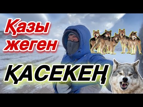 Видео: ҚАСЕКЕҢ құтырып тұр! Мені алдап кетті!
