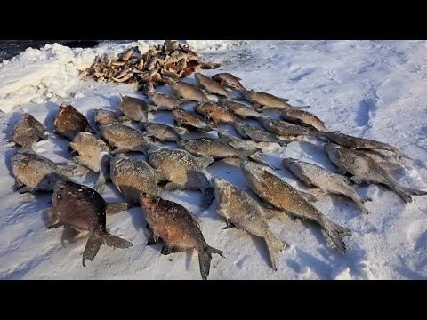 Видео: ОДИН В ПАЛАТКЕ В ТАЙГЕ ГДЕ МНОГО ЗВЕРЯ! рыбалка с ночевкой и комфортом