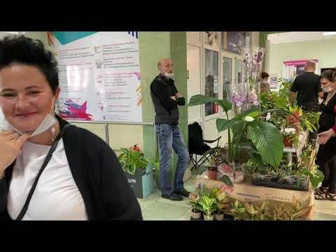 Видео: ВЫСТАВКА. ОГРОМНОЕ РАЗНООБРАЗИЕ КОМНАТНЫХ И САДОВЫХ РАСТЕНИЙ.