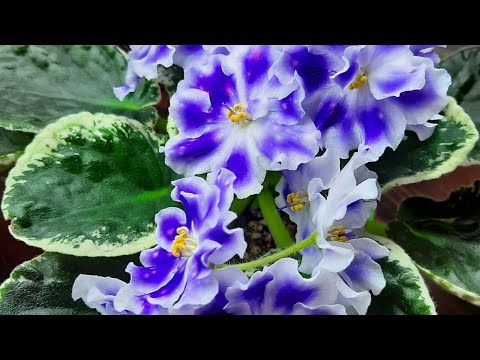 Видео: Цветущие фиалки на стелаже. Заходите посмотреть.