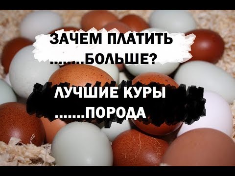 Видео: Самая лучшая порода кур. Самые выгодные куры в хозяйстве - куры породы леггорн