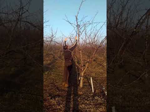 Видео: Резитба на слива