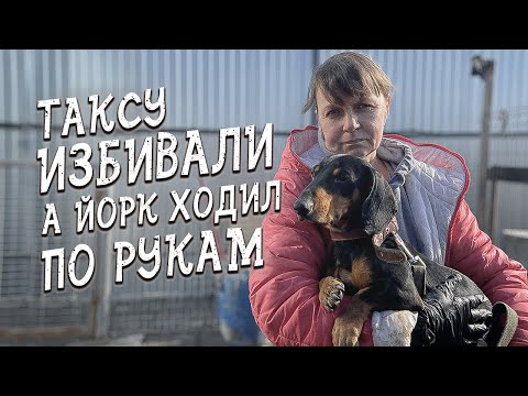 Видео: Спасение животных/ Челябинская сосиска и клубок шерсти теперь с нами