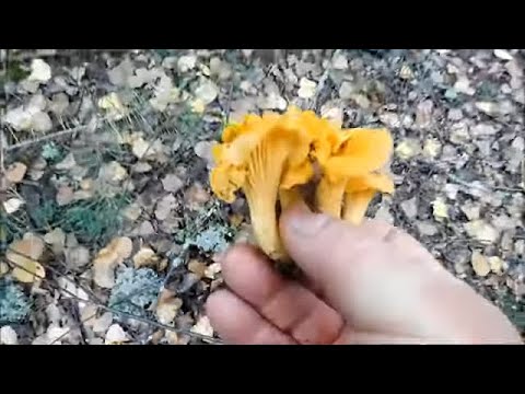 Видео: Поход в лес за грибами. Набрал лисичек. Волшебная красота. Беларусь 2021