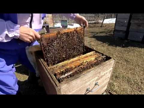 Видео: Весенняя ревизия пчёл