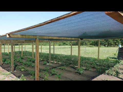 Видео: ЗАТЕНЯЮЩИЙ НАВЕС ДЛЯ ВЫРАЩИВАНИЯ ТОМАТОВ И ОГУРЦОВ В ОТКРЫТОМ ГРУНТЕ