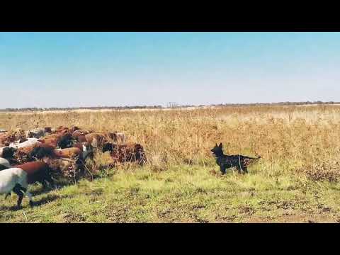 Видео: Помощь келпи при выгоне овец.