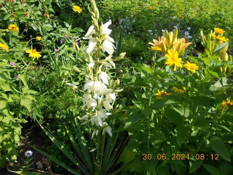 Видео: ЮККА НИТЧАТАЯ 2021 год