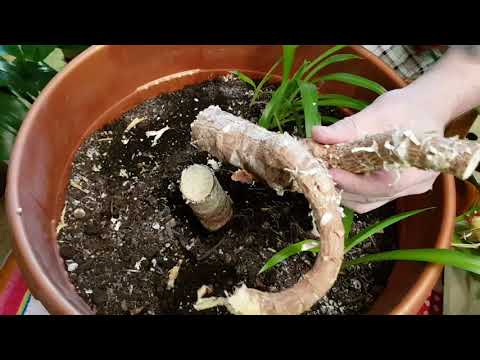 Видео: Домашние растения. Укореняю Юкку двумя способами. Часть 1-я.
