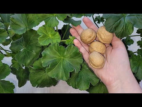 Видео: ВНЕСИ под любой цветок и даже самое чахлое растение оживет, позеленеет, 3 эффективные подкормок