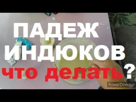 Видео: Гистомоноз у Индюков//Падеж в Хозяйстве/Чем Лечить Гистомоноз?