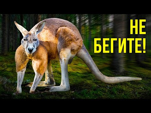 Видео: Как пережить нападение кенгуру