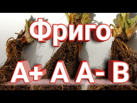 Видео: Категории(классы) саженцев ФРИГО. Belklubnika.by