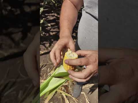 Видео: Мониторинг силосной кукурузы в Калининском районе