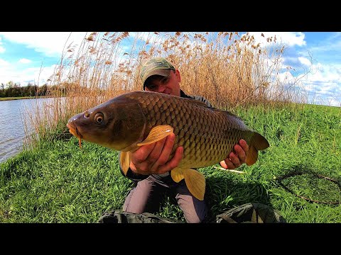 Видео: Спіймав залікову Машку!!! Здоровені коропи на Бабусині снасті.