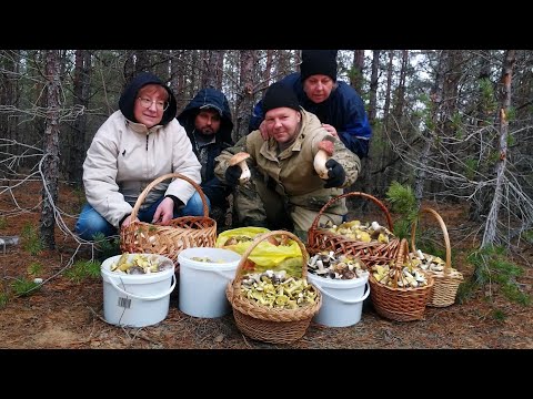 Видео: Белые грибы, зелёнки, подзелёнки в ноябре 2024.