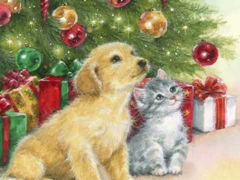 Видео: Новогодняя радость