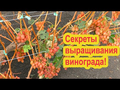 Видео: Все о винограде