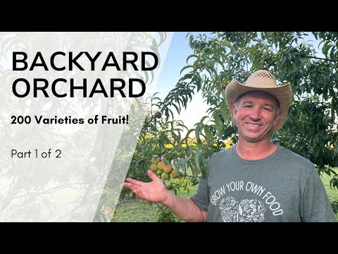 Видео: Моя коллекция редких фруктов | Экскурсия по саду усадьбы | Часть 1 из 2