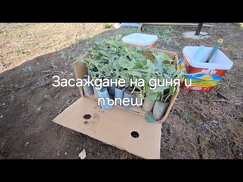 Видео: Засаждане на диня и пъпеш