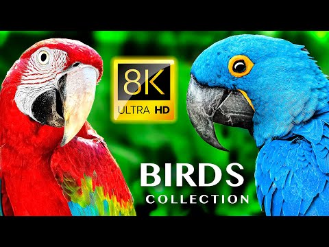 Видео: САМАЯ БОЛЬШАЯ КОЛЛЕКЦИЯ ПТИЦ 8K 60FPS ULTRA HD - #BirdWatching