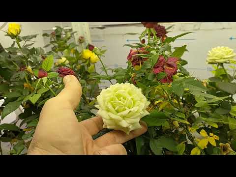 Видео: Цветы на гидропонике.