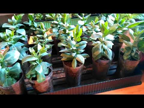 Видео: Эустома. Рассада после прищипки.