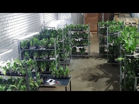 Видео: Отцветашки Фаленопсисов на Фуд Сити, новый завоз.