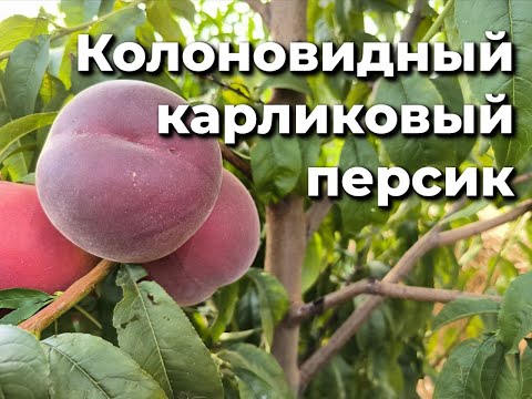 Видео: Новые сорта краснолистного колоновидного персика!!!