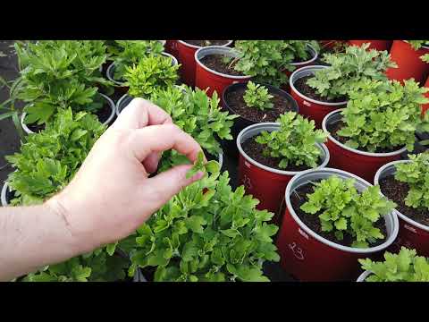 Видео: Зацветает РАНЬШЕ СРОКА что Делать?