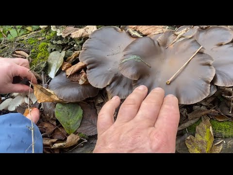 Видео: Спасибо за палку выручалку! А Вы такие грибы 🍄‍🟫 ели? Мамонта не хватало! Завидую иногда тем людям!